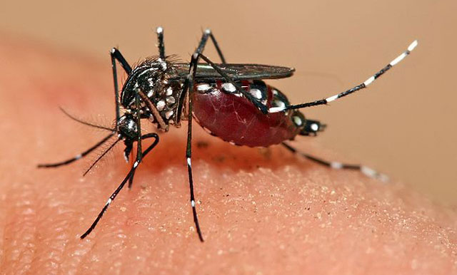 2 more people dies of dengue virus in SWAT